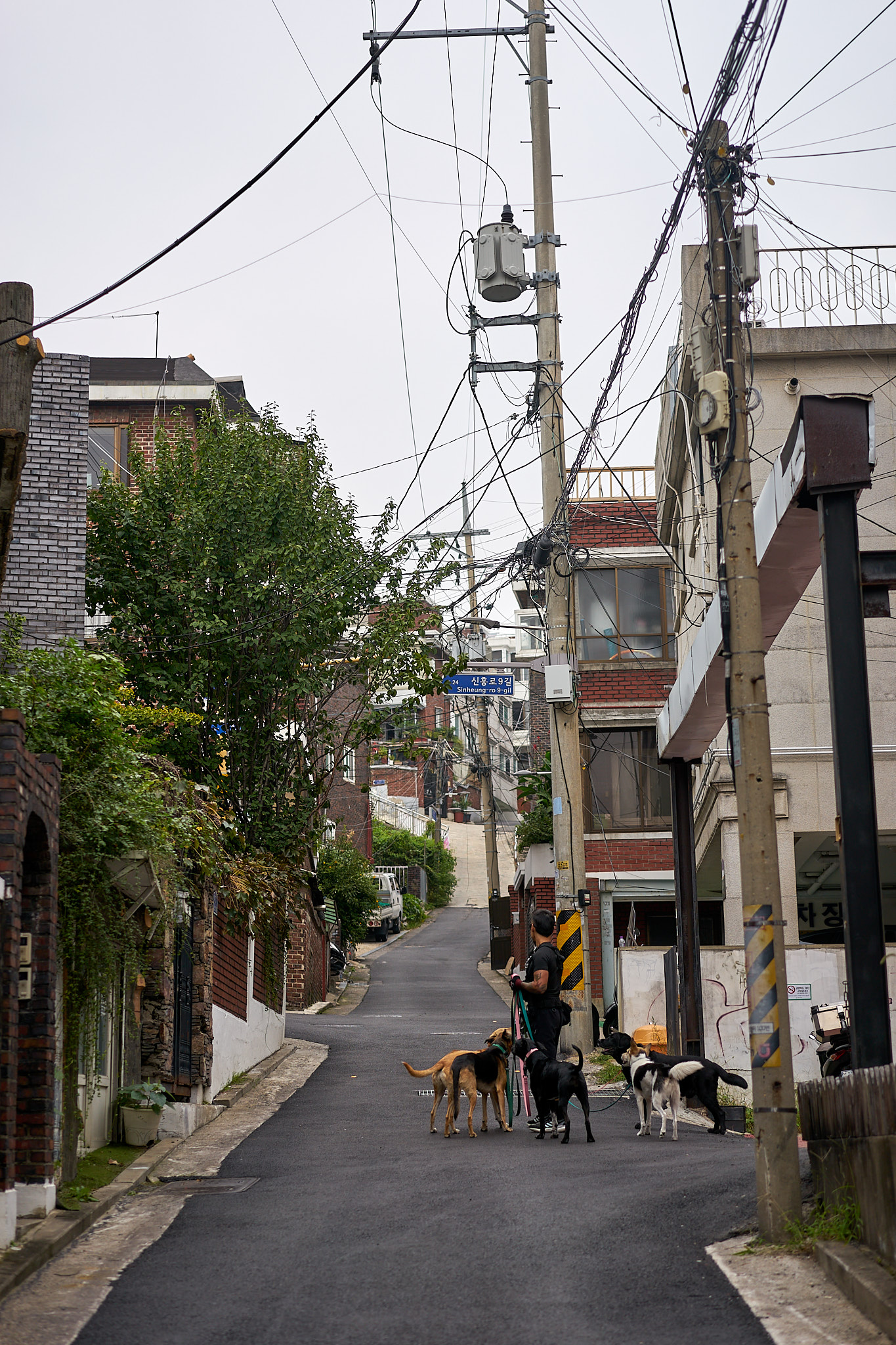 Dideli šunys retenybė